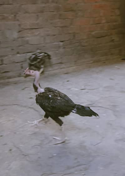 home bread for sale aseel chicks and hen