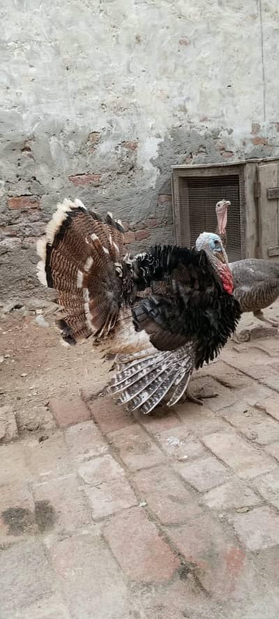 Turkey birds