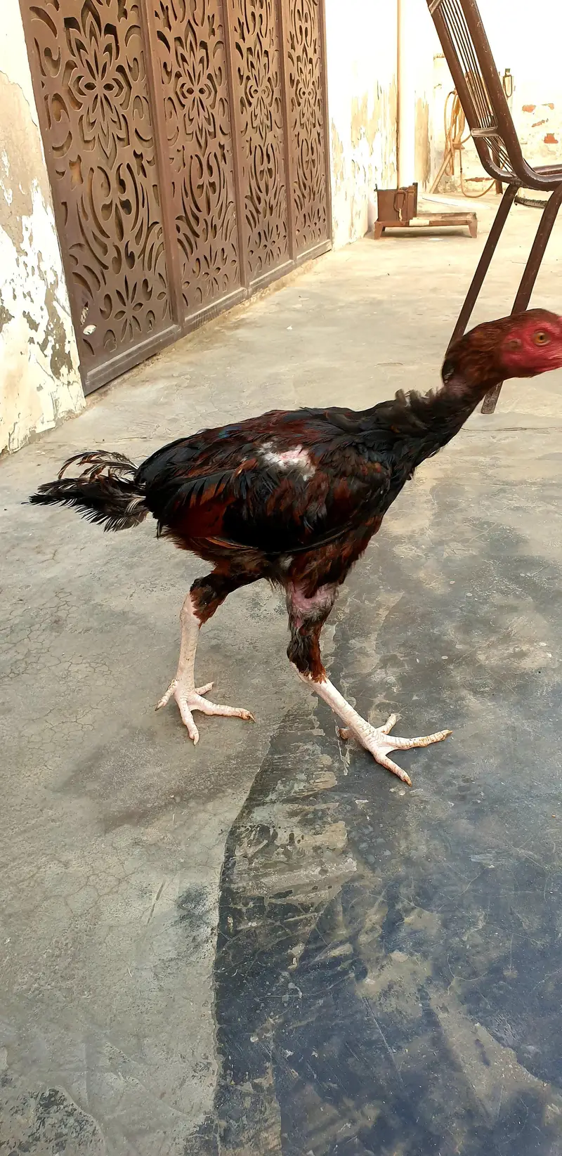 Full mazbot hadi lambi gardan beautiful rang — photo 2