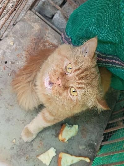persion cat male