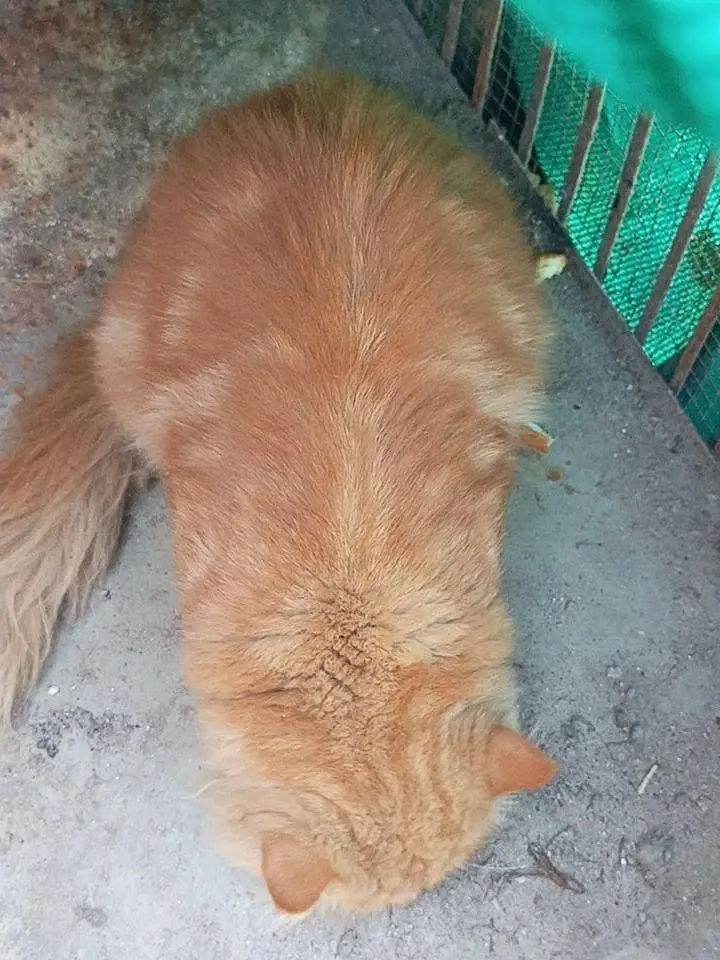 persion cat male — photo 2