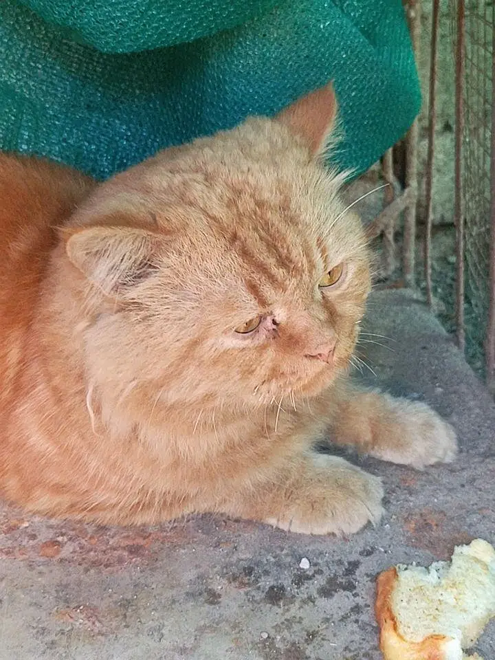 persion cat male — photo 3