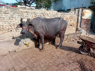 choti bhens for sale