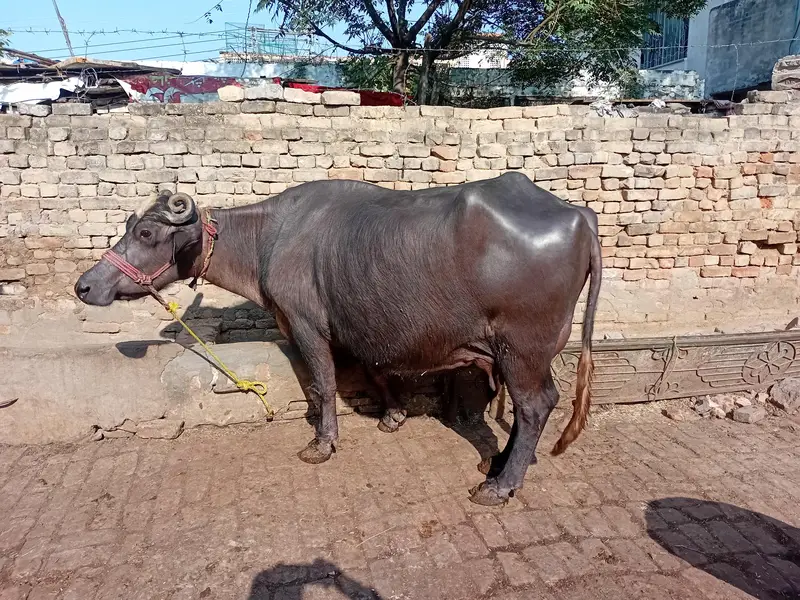 choti bhens for sale — photo 2