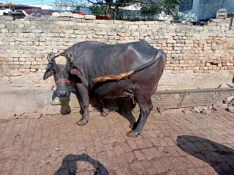 choti bhens for sale — photo 3