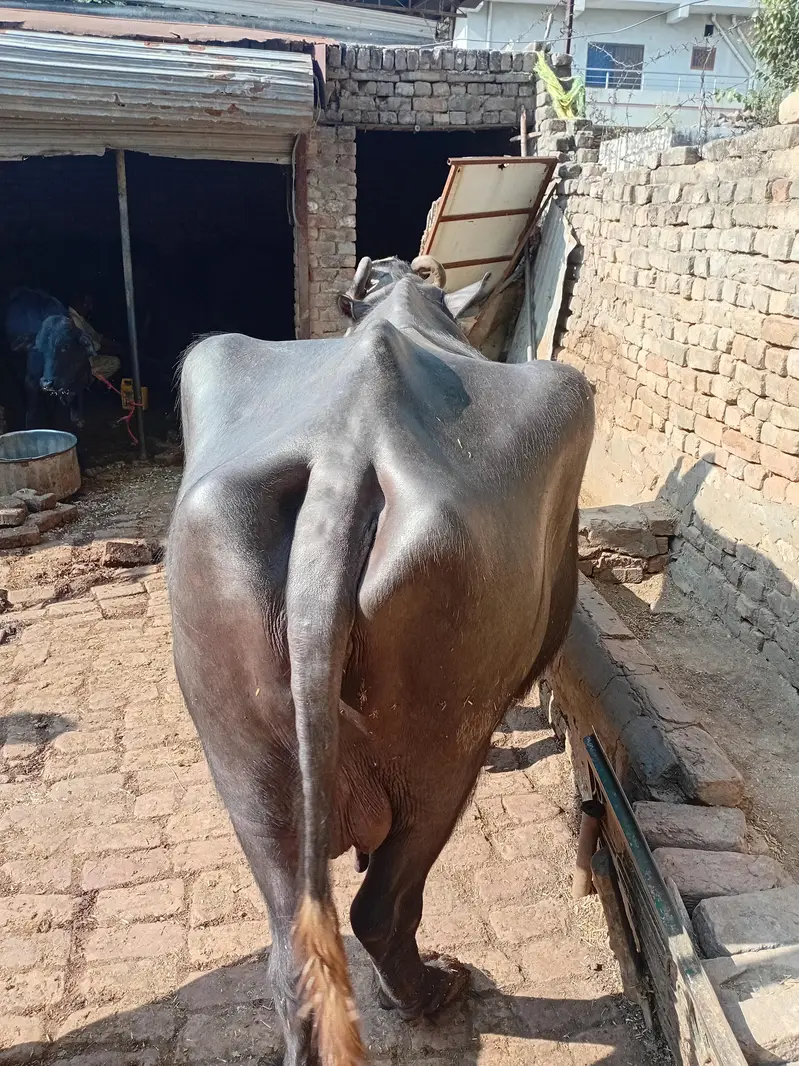 choti bhens for sale — photo 4