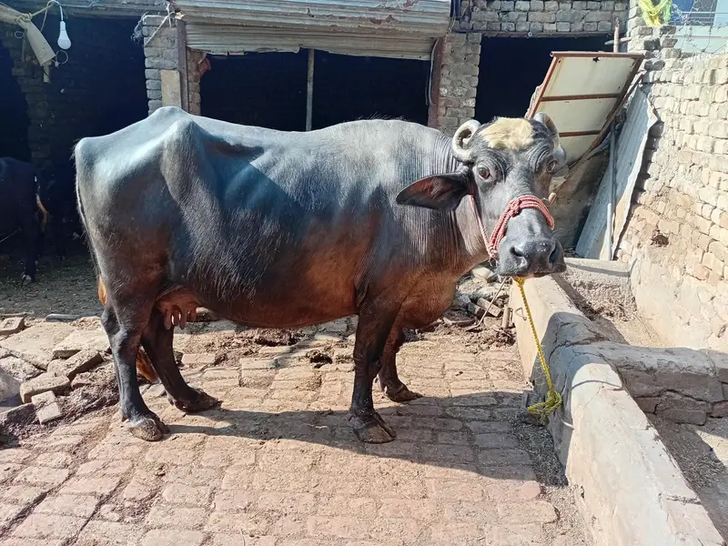 choti bhens for sale — photo 5