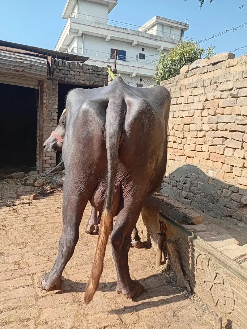 choti bhens for sale — photo 6