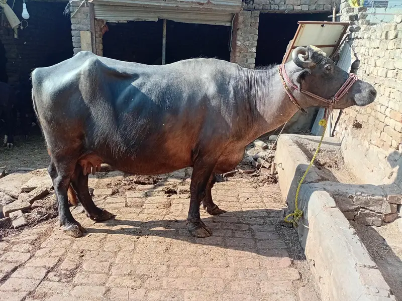 choti bhens for sale — photo 7
