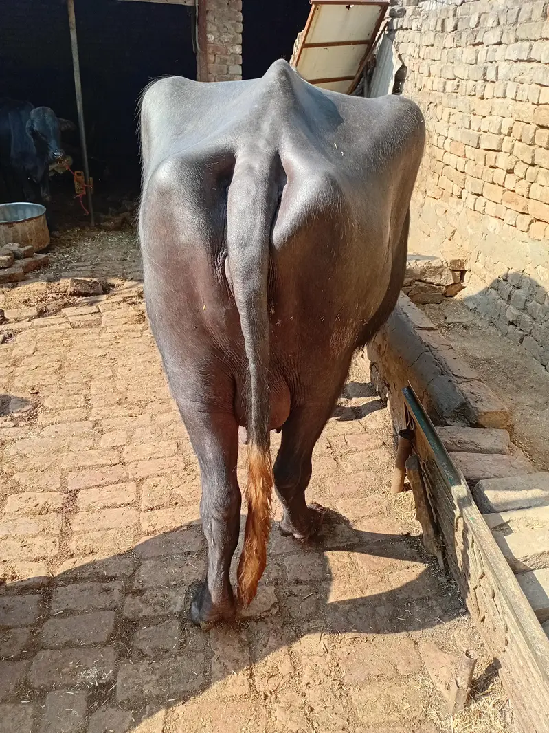 choti bhens for sale — photo 8
