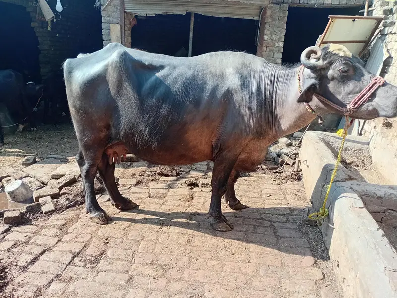choti bhens for sale — photo 9
