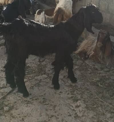 Goats