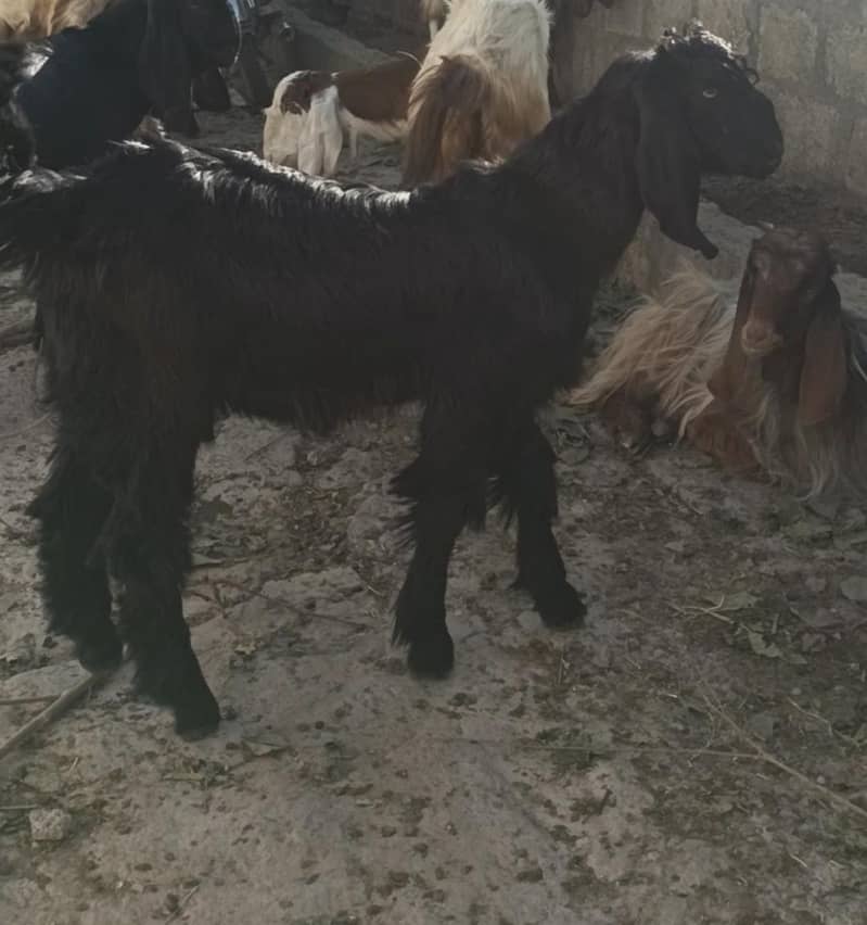 Goats Contact 03138111542 0