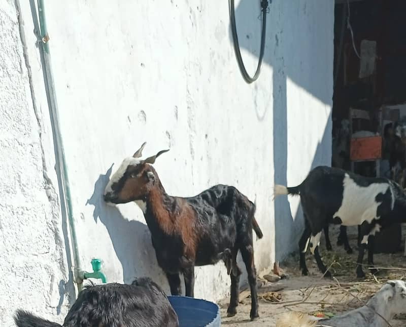 Goats Contact 03138111542 1