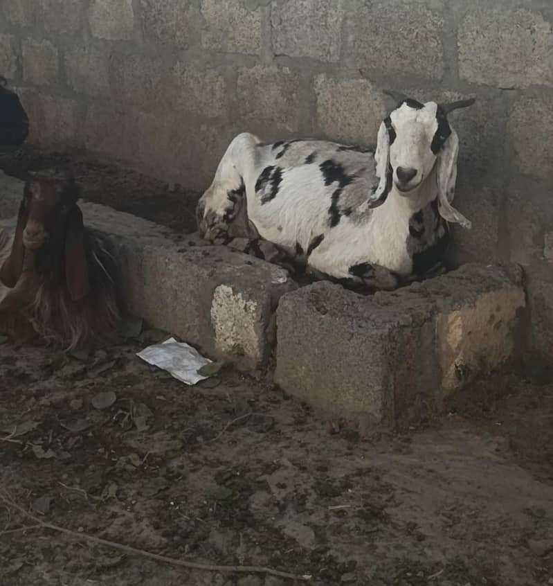 Goats Contact 03138111542 2