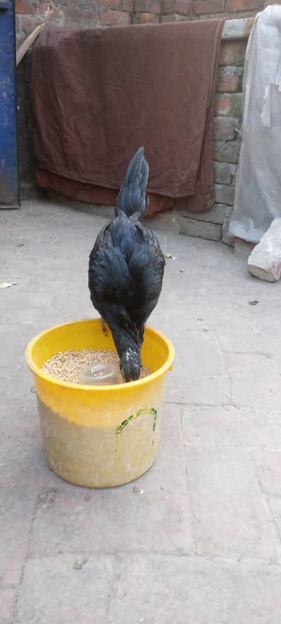 Aseel mushake madee urgent for sale