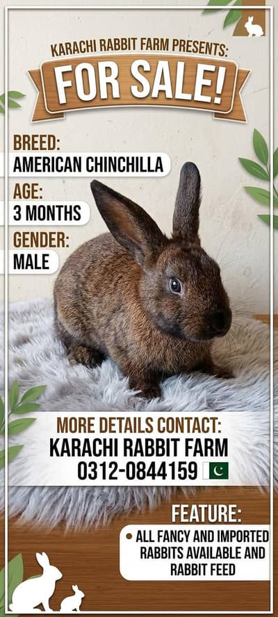 American rabbit single male at Karachi rabbit farm watsup 0312.0844159