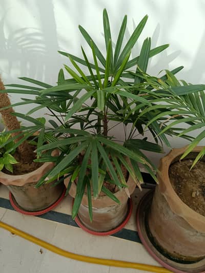 Healthy plants for sale