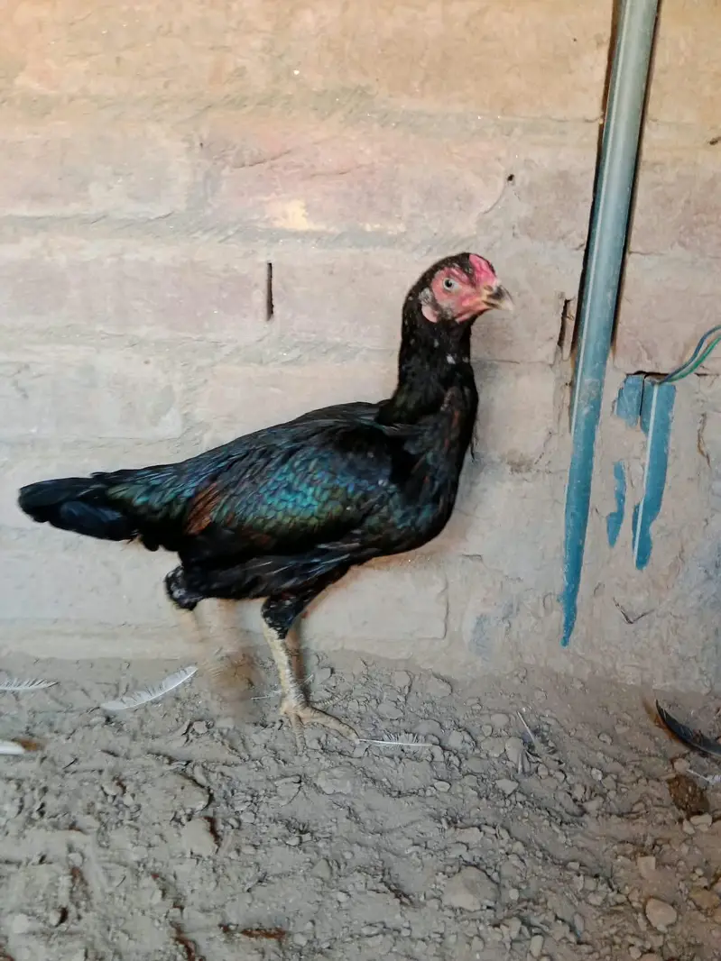 Aseel murgi — photo 2