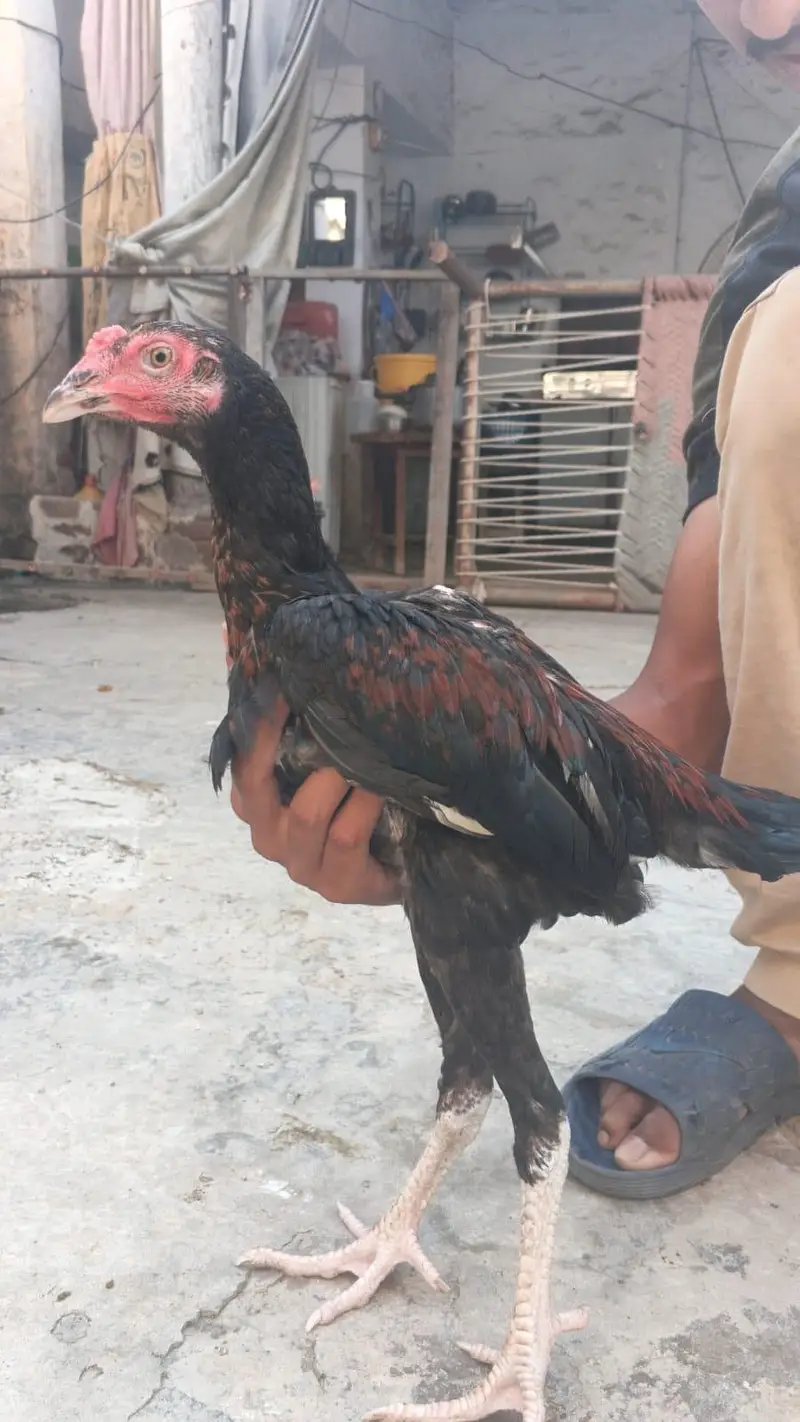 aseel lover — photo 2