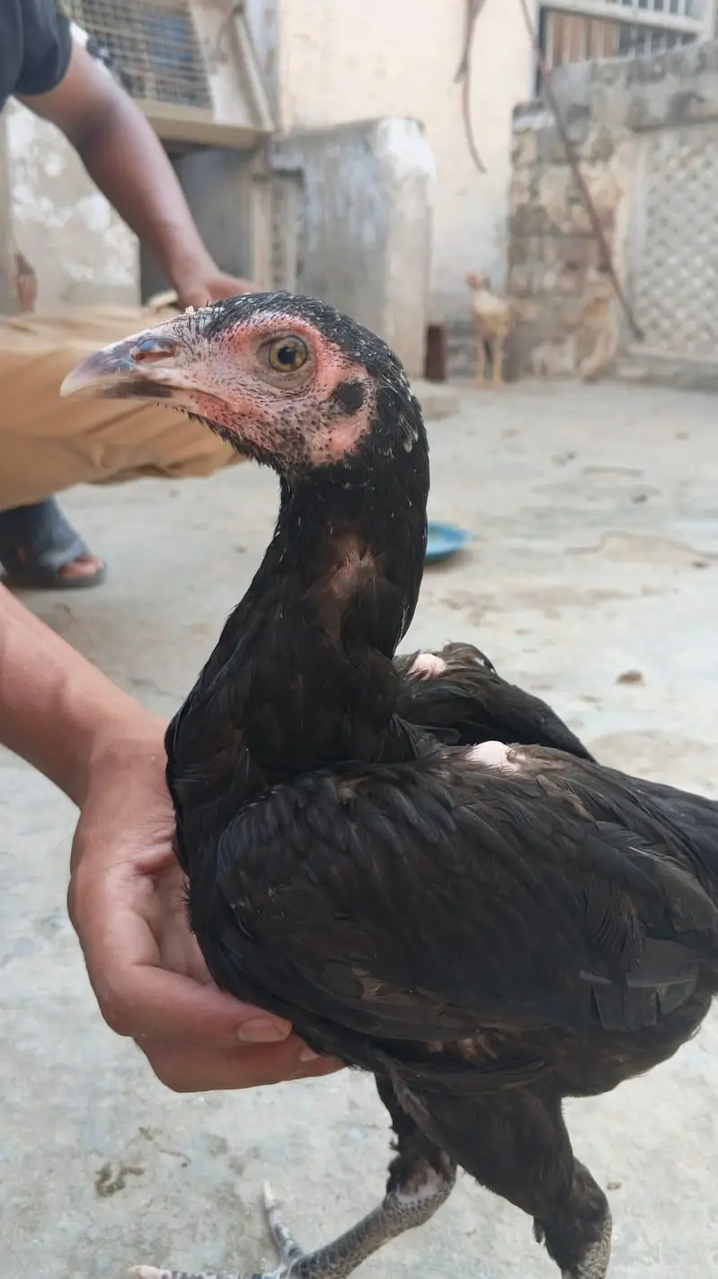 aseel lover — photo 3