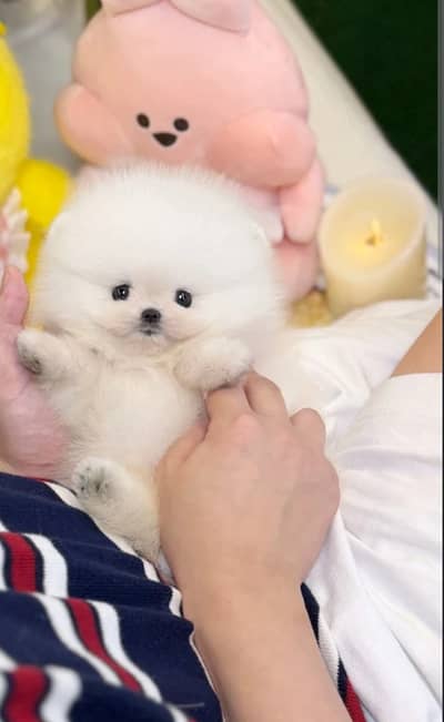 Pomeranian puppies/shihtzu puppies/golden retriever puppies