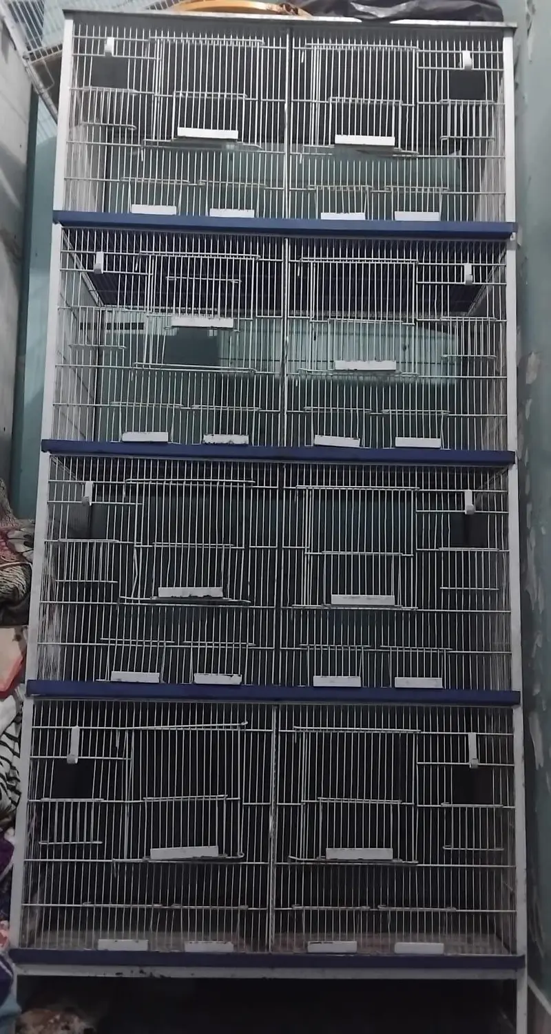 cage birds