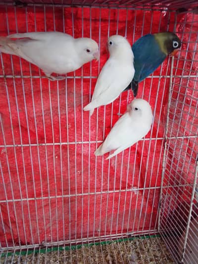 lovebirds breeder pair