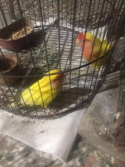 Lutino Love Bird Breeder pair for sale