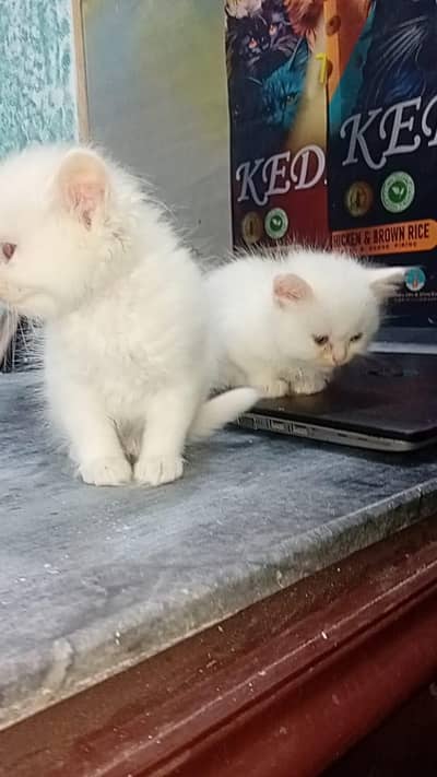 persian kitten Persian  cat