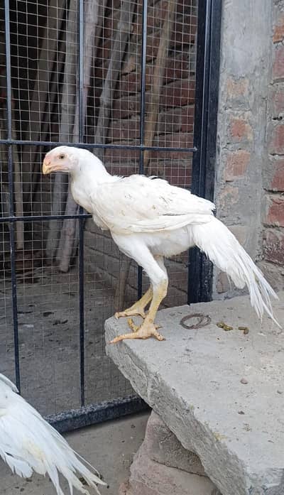 parrot beak long tail aseel terio