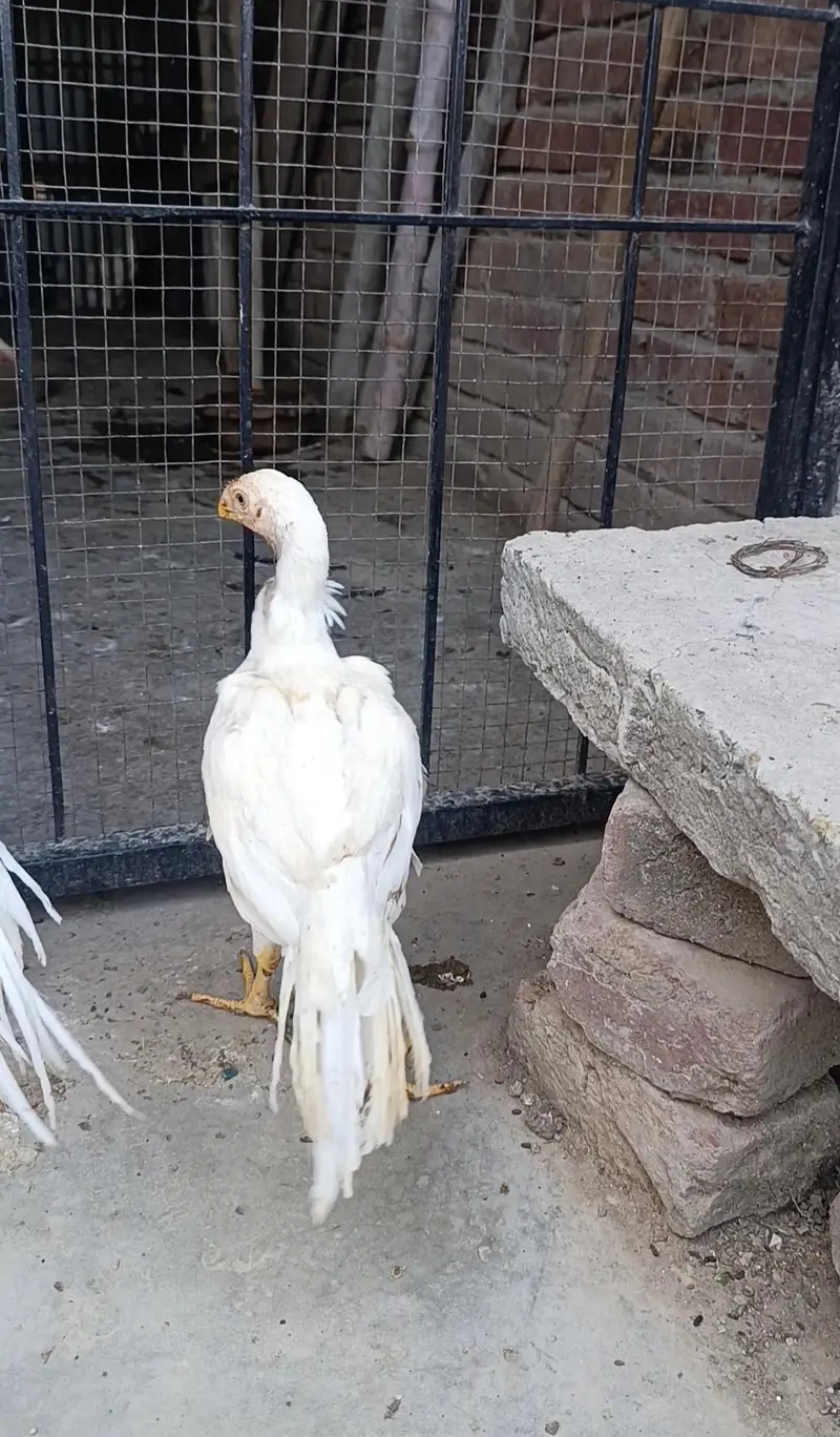 parrot beak long tail aseel terio — photo 2