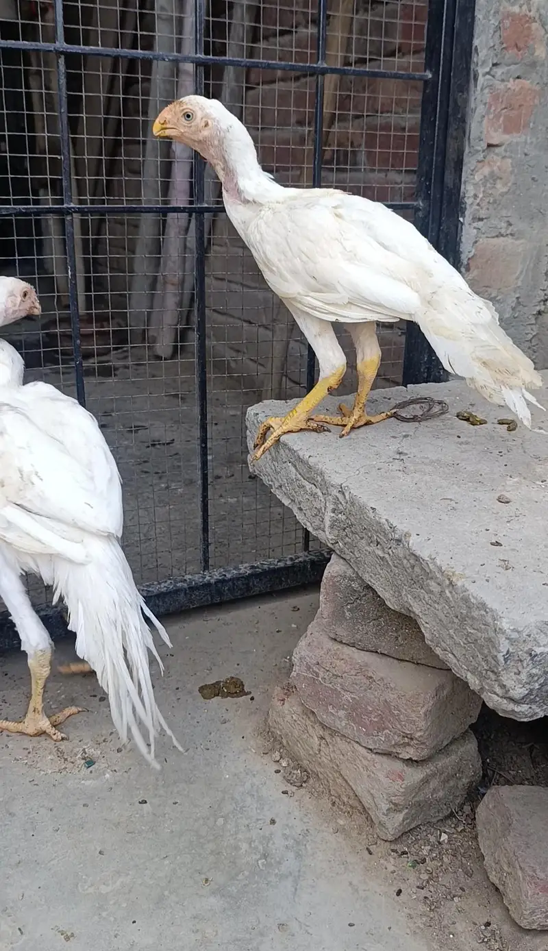 parrot beak long tail aseel terio — photo 4