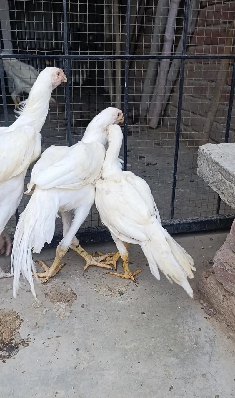 parrot beak long tail aseel terio — photo 5