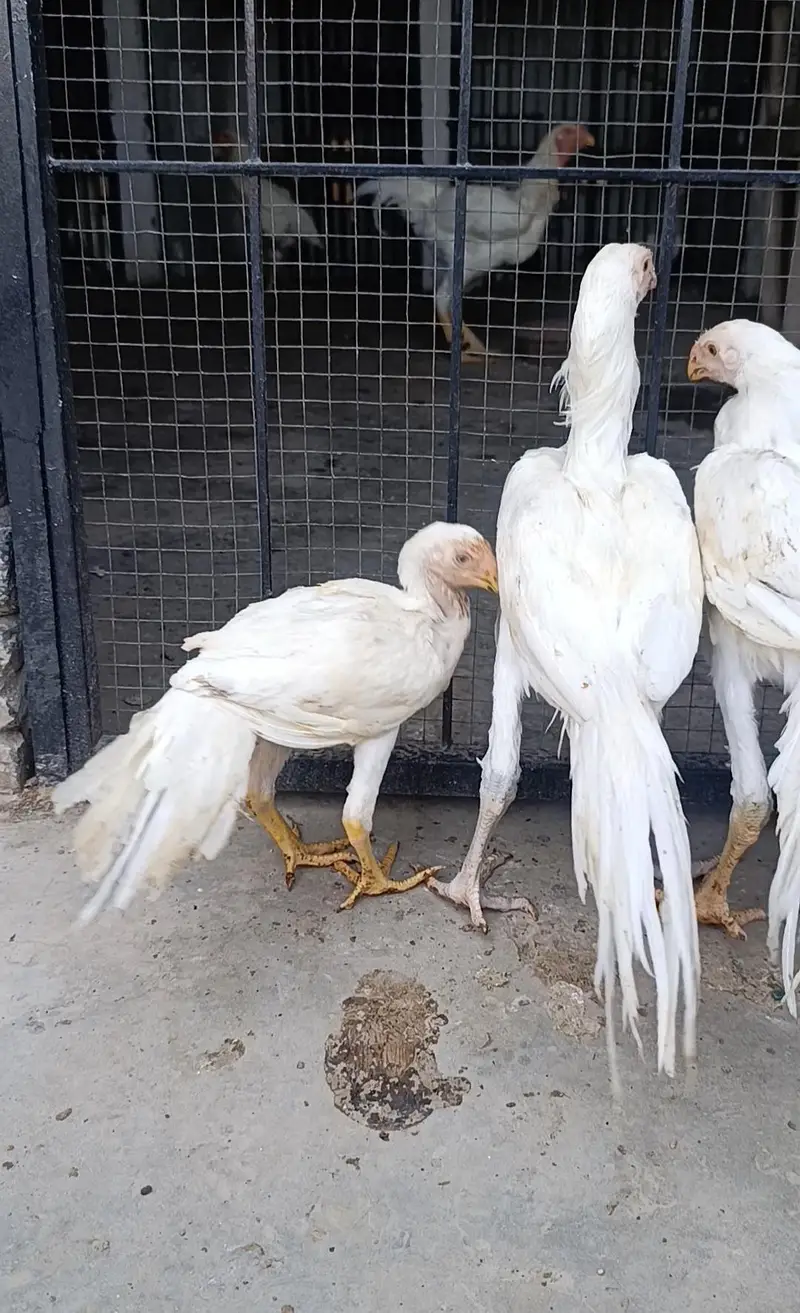 parrot beak long tail aseel terio — photo 7