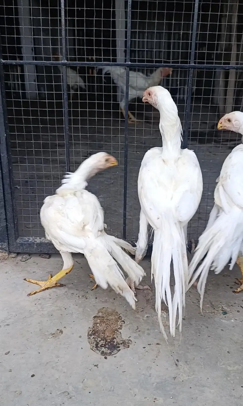 parrot beak long tail aseel terio — photo 9
