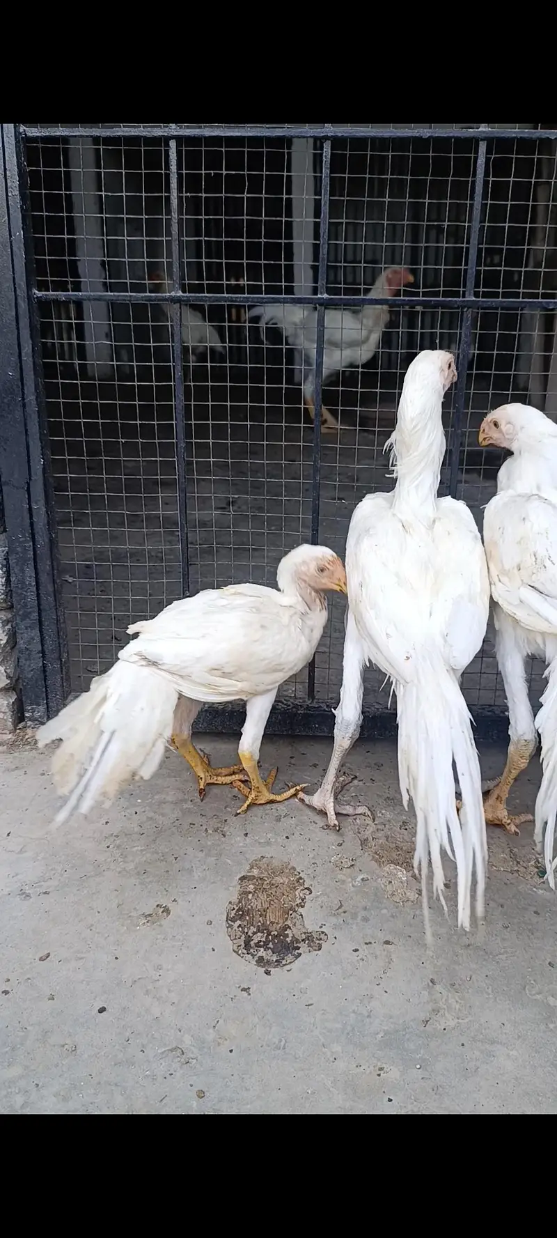 parrot beak long tail aseel terio — photo 10