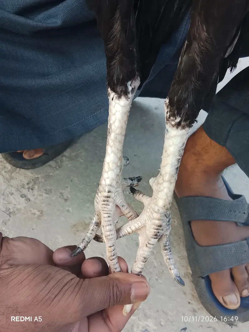 trad vet  trad burmi — photo 8