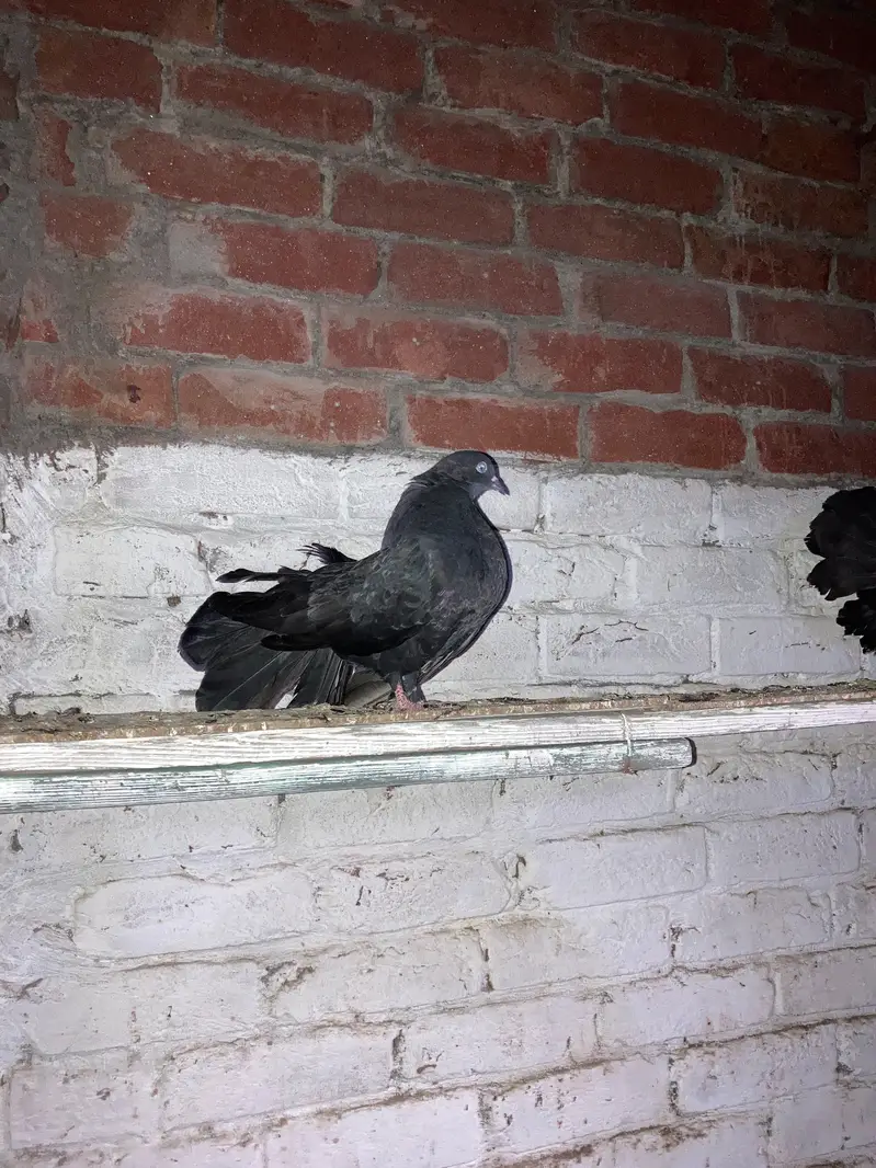 lakay kabooter — photo 2
