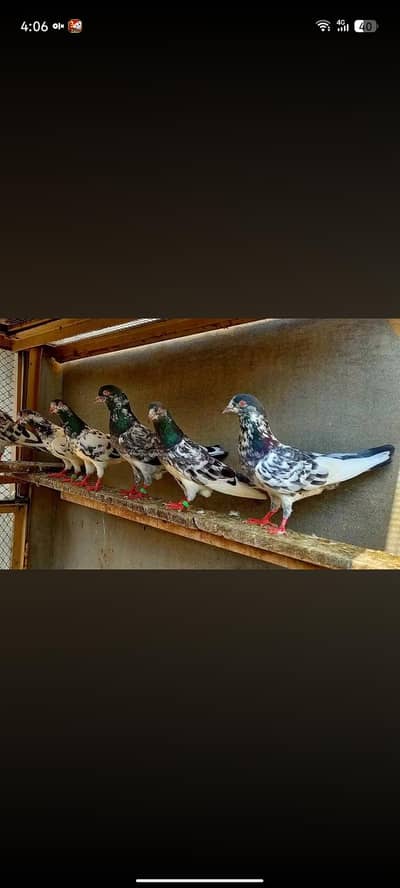 pigeon