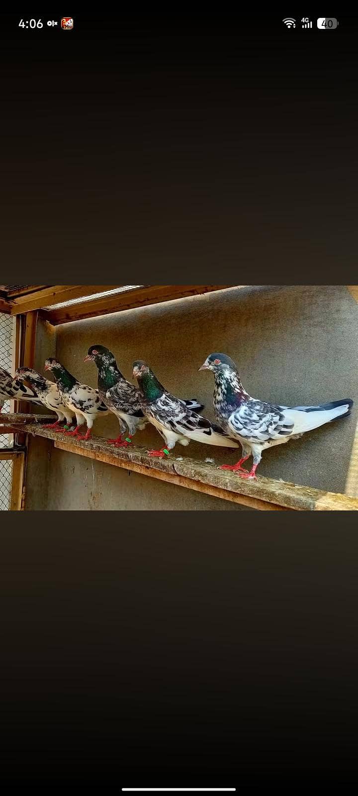 pigeon 0