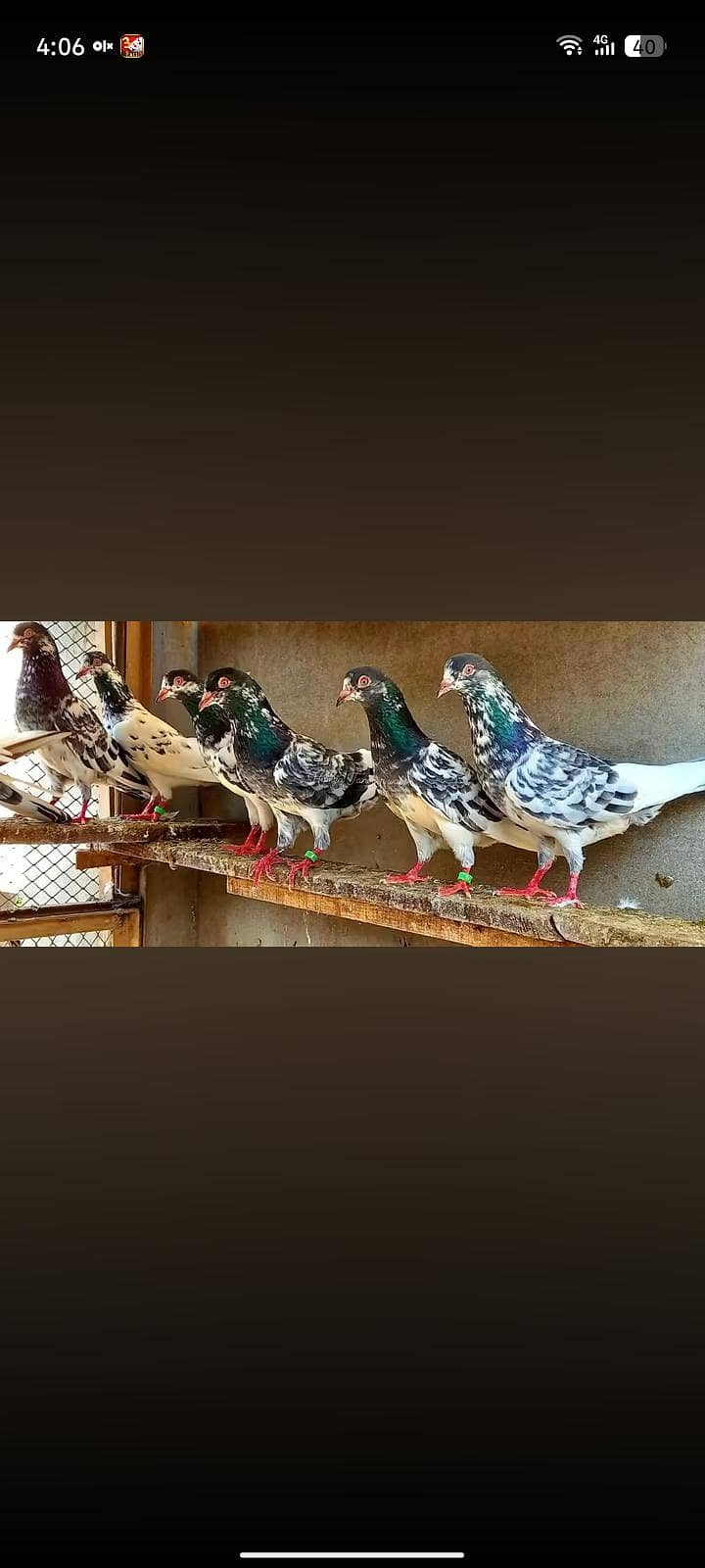 pigeon 1