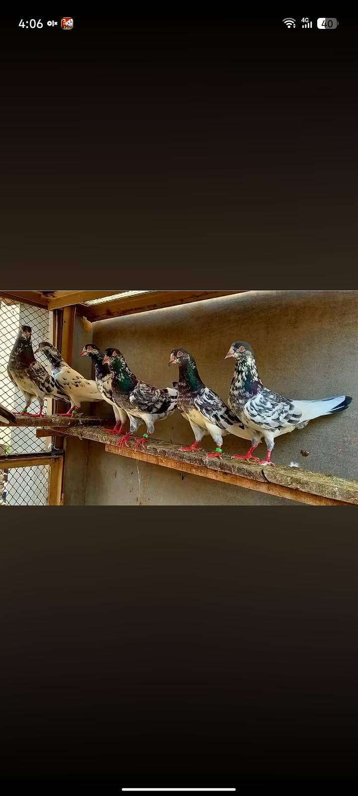 pigeon 2