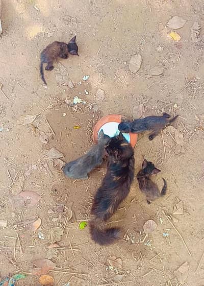 1 cat +kittens