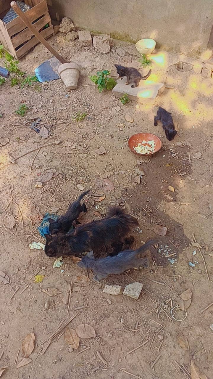 1 cat +kittens 1