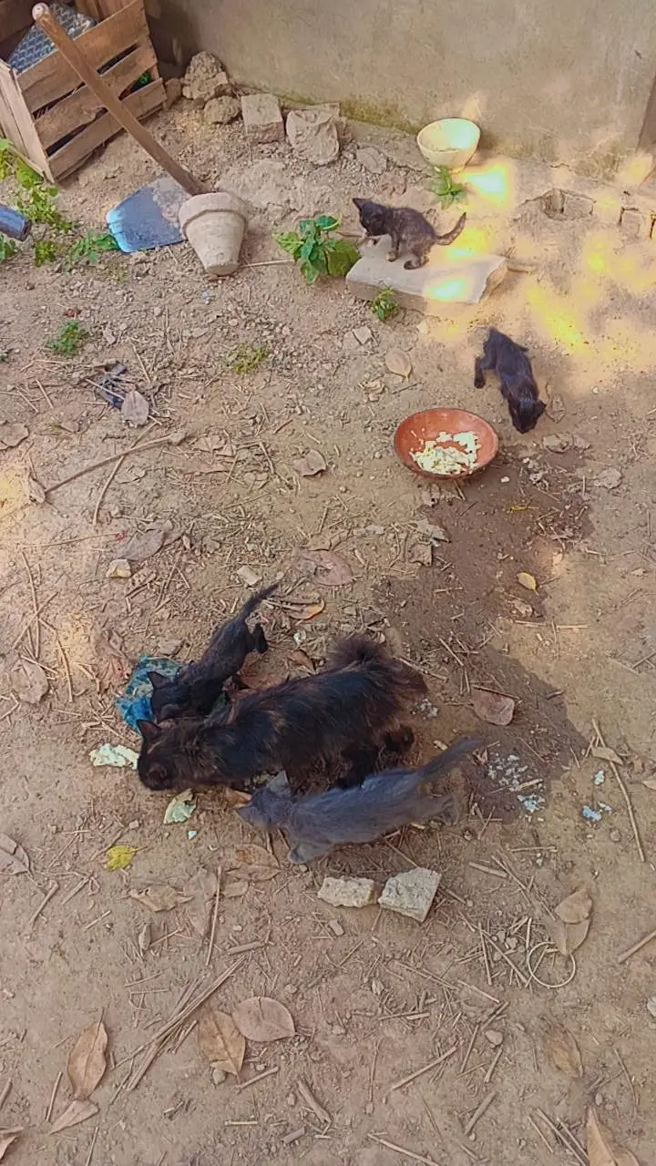 1 cat +kittens — photo 2