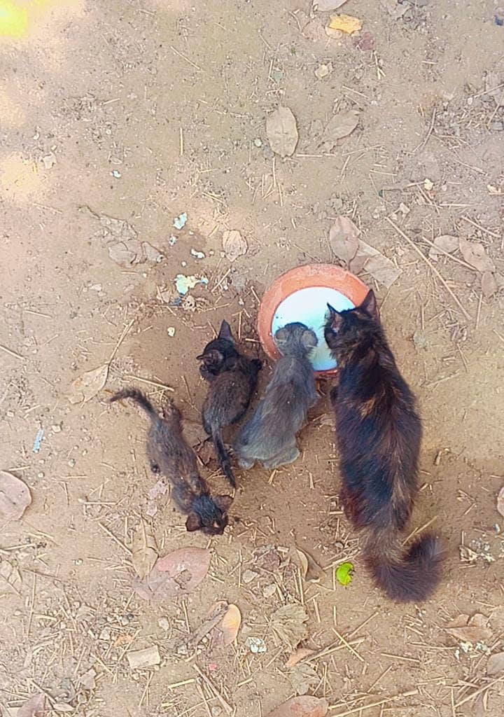 1 cat +kittens 3