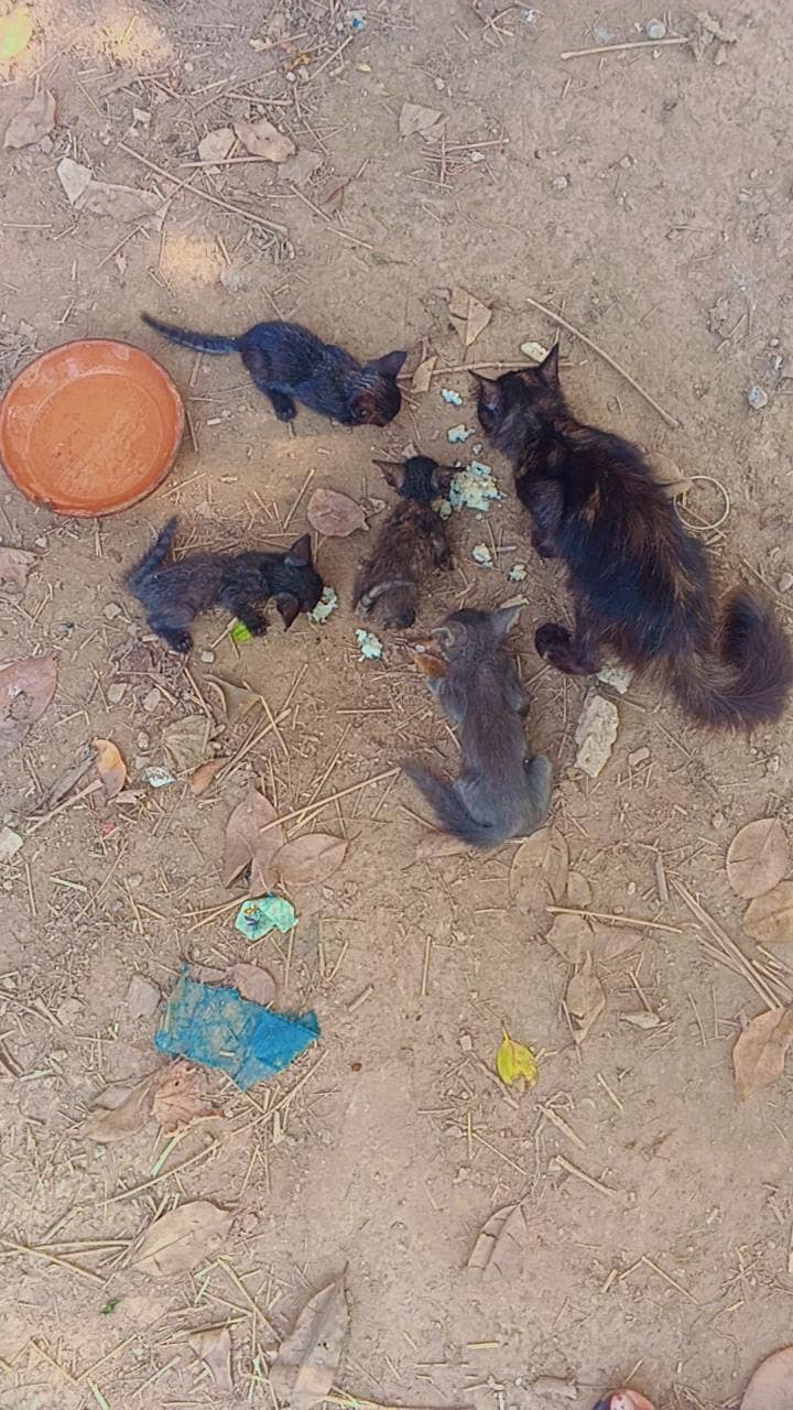 1 cat +kittens 4
