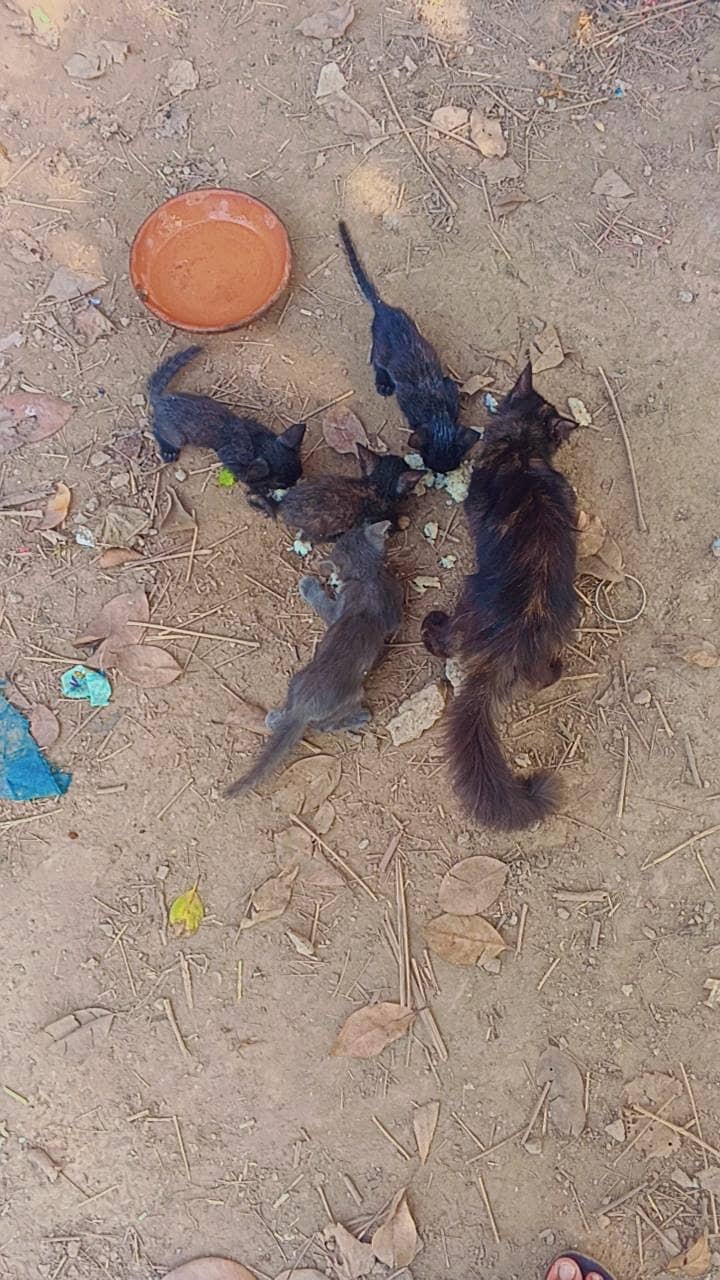 1 cat +kittens 5
