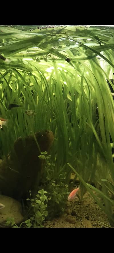 jungle val vallisneria sagittaria aquatic plant for sale